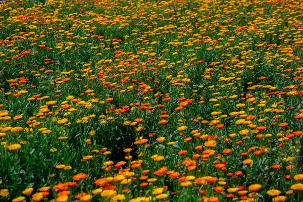 フィールド上にオレンジ色黄色の菊の花を咲かせます 庭に緑の葉を持つ花 自然背景 — ストック写真