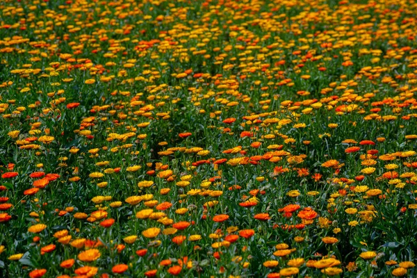 フィールド上にオレンジ色黄色の菊の花を咲かせます 庭に緑の葉を持つ花 自然背景 — ストック写真