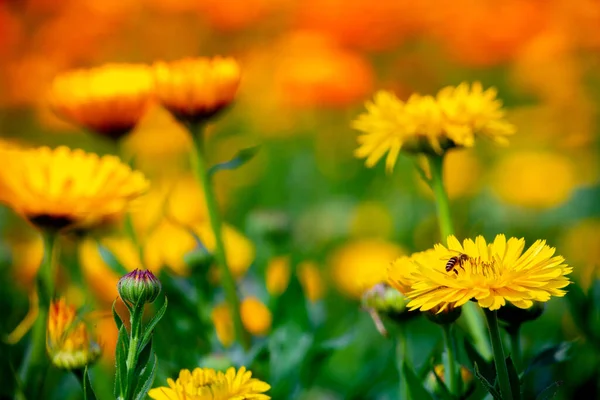 Crisântemos Amarelos Belas Flores Amarelas Crescendo Jardim Outono — Fotografia de Stock