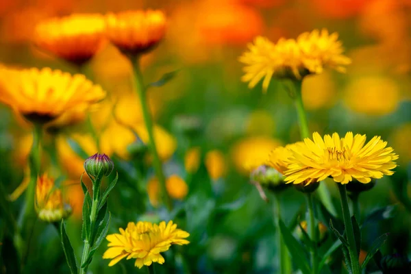 黄色の菊 秋の庭で成長する美しい黄色の花 — ストック写真