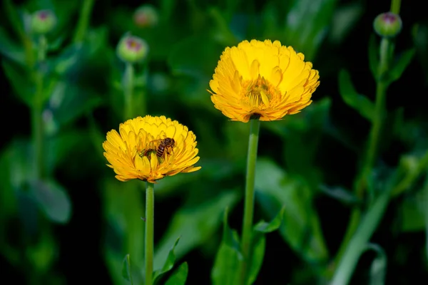 Flores Crisântemo Amarelo Fechar Com Uma Abelha Mel Sobre Fundo — Fotografia de Stock