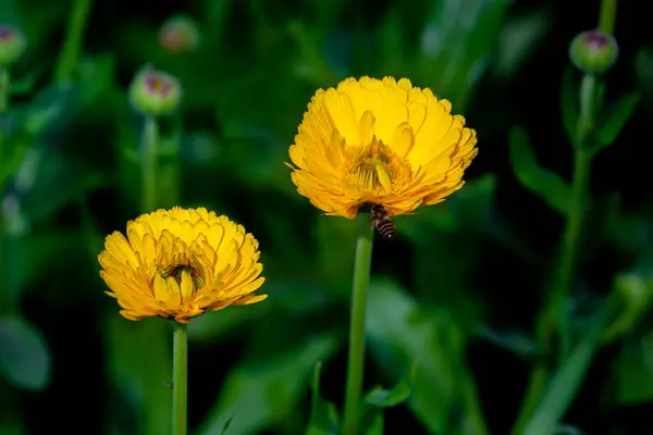黄色の菊の花は 隔離された深い緑の背景の上にミツバチで閉じます — ストック写真