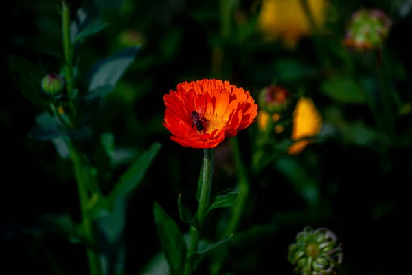 Flores Elegantes Crisântemo Laranja Fechar Uma Abelha Mel Flores Crisântemo — Fotografia de Stock