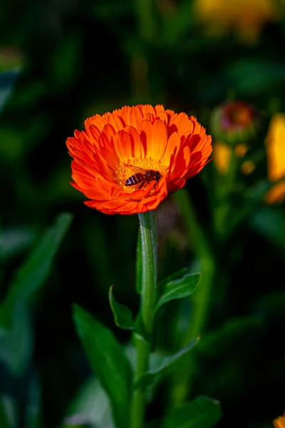 Flores Elegantes Crisântemo Laranja Fechar Uma Abelha Mel Flores Crisântemo — Fotografia de Stock