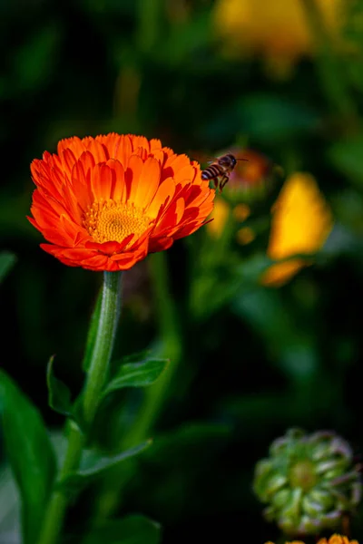 Flores Elegantes Crisântemo Laranja Fechar Uma Abelha Mel Flores Crisântemo — Fotografia de Stock