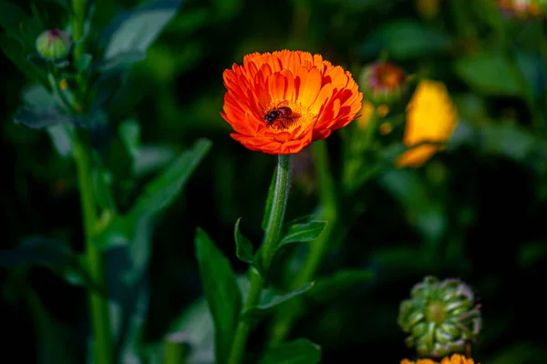 エレガントなオレンジ色の菊の花が閉じます オレンジ菊の花に蜂蜜の蜂があり 深い緑の背景が隔離されています — ストック写真