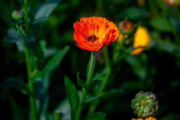 Flores Elegantes Crisântemo Laranja Fechar Uma Abelha Mel Flores Crisântemo — Fotografia de Stock