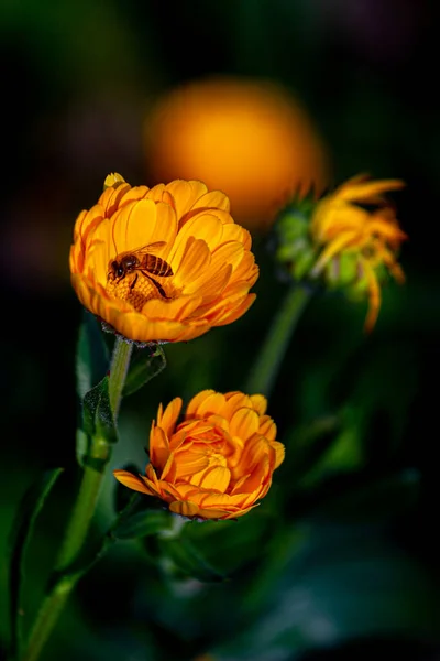 Flores Crisântemo Amarelo Fechar Com Uma Abelha Mel Sobre Fundo — Fotografia de Stock