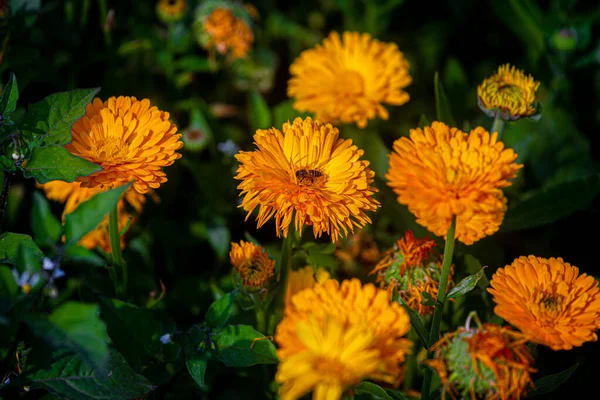 Жовті Квіти Хризантем Крупним Планом Медовою Бджолою Ізольованому Глибоко Зеленому — стокове фото