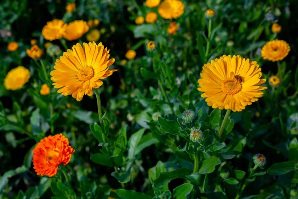 フィールド上にオレンジ色黄色の菊の花を咲かせます 庭に緑の葉を持つ花 自然背景 — ストック写真