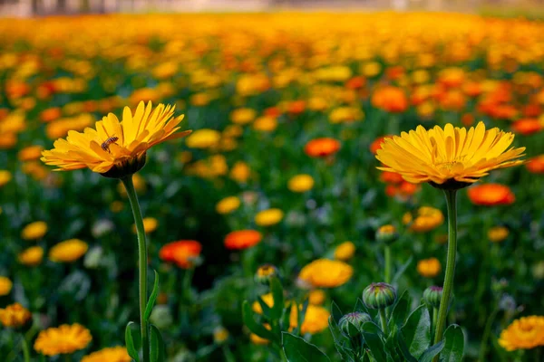 フィールド上にオレンジ色黄色の菊の花を咲かせます 庭に緑の葉を持つ花 自然背景 — ストック写真