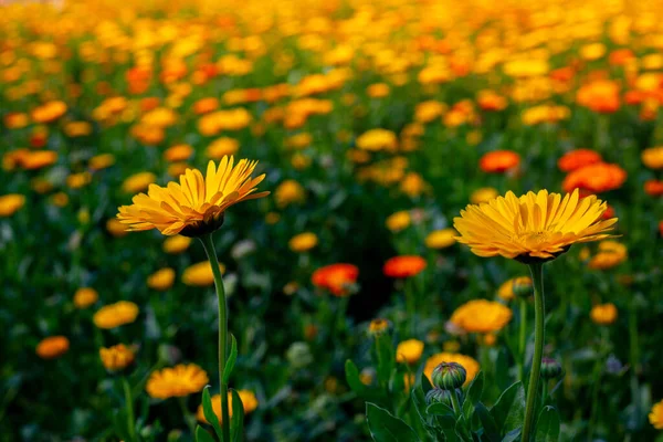 Flores Crisântemo Laranja Amarelas Florescentes Field Flores Com Folhas Verdes — Fotografia de Stock