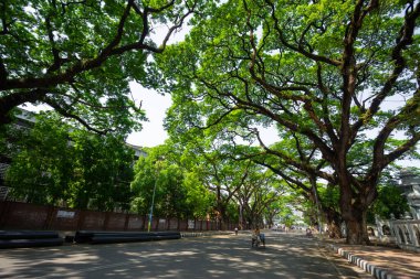 Bangladeş, Dhaka 'daki Coronavirus' un sokaklarında Dhaka Üniversitesi kampüsü boş.. 