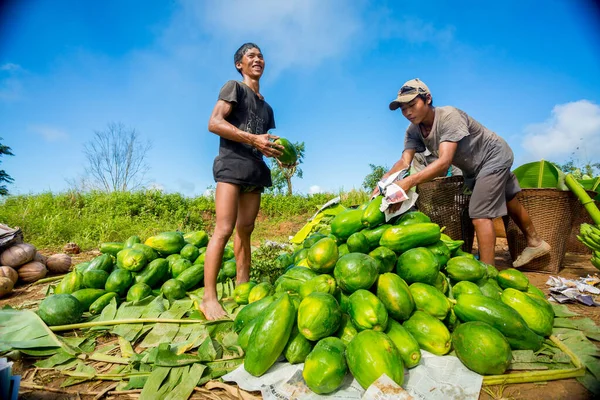 Los Jornaleros Tribales Están Almacenando Verduras Frescas Los Campos Envasándolas — Foto de Stock