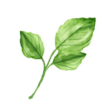 El çizimi suluboya çizimi beyaz arkaplanda izole edilmiş güzel renkli bir dal..