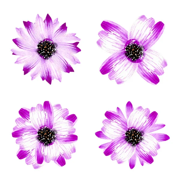 흰색 배경에 분리되어 있는 보라색 물색 꽃들의 세트. — 스톡 사진