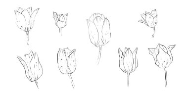 Lale çiçeği desenli, siyah beyaz izole bir buket çizimi. El çizimi illüstrasyon..