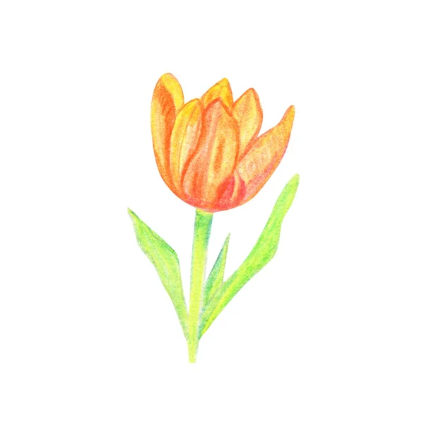 Beautiful colorful tulip isolated on white background.Hand Drawn watercolor illustration. — 스톡 사진