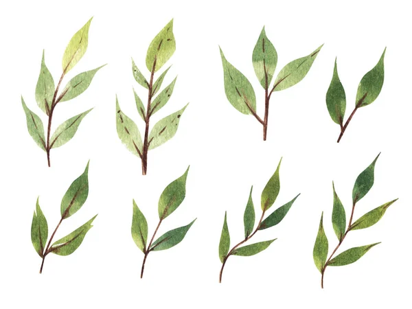 Aquarel groen collectie.Textuur met groen, tak, bladeren.Geïsoleerd op een witte achtergrond. — Stockfoto