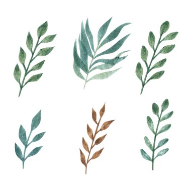 Botanik elementleri ayarlayın - dallar. Beyaz arka plan, okaliptüs, egzotik, tropikal bitkiler üzerinde izole edilmiş resimler