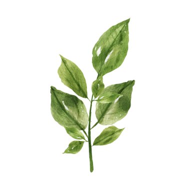 El çizimi suluboya çizimi. Suluboya yeşil dal. Beyaz arkaplanda izole edilmiş..