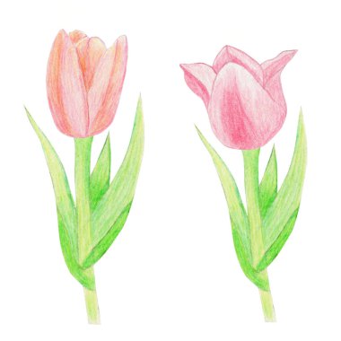 El çizimi suluboya çizimi. Beyaz arkaplanda izole edilmiş suluboya laleler..