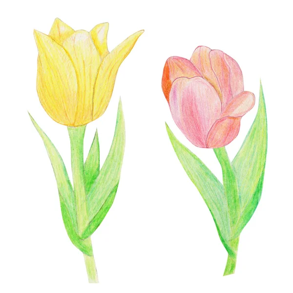 Aquarel tulpen geïsoleerd op witte achtergrond. — Stockfoto