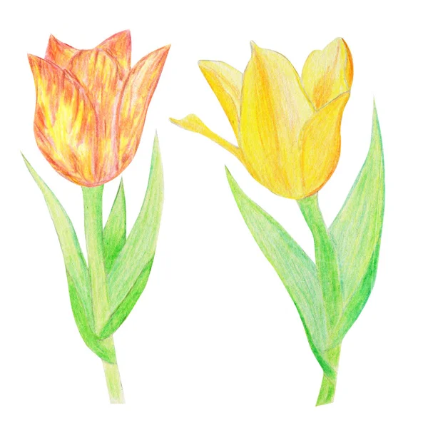 Aquarel tulpen geïsoleerd op witte achtergrond. — Stockfoto