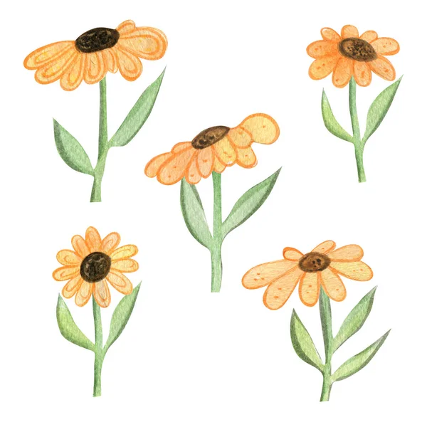 水彩画黄色的雏菊。手工画出的水彩画。在白色背景上隔离. — 图库照片