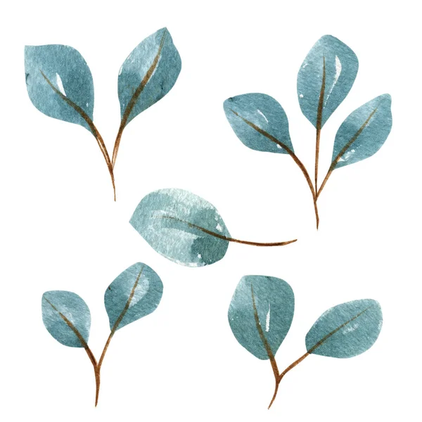 Ορισμός βοτανικών στοιχείων - κλαδιά. απεικόνιση απομονώνονται σε λευκό φόντο, ευκάλυπτος, εξωτικά, τροπικά φυτά — Φωτογραφία Αρχείου