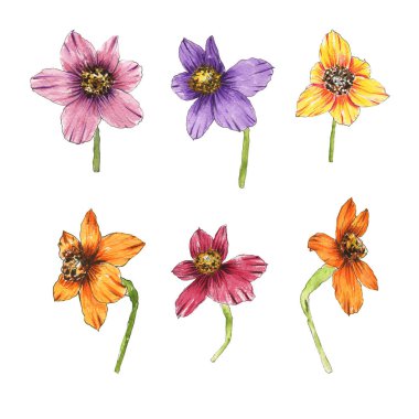 El çizimi suluboya çizimi, suluboya çiçekleri. Beyaz bir arkaplanda izole edilmiş.