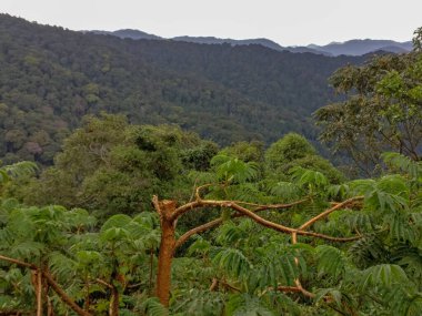 Yağmur ormanları, Ruanda, Afrika