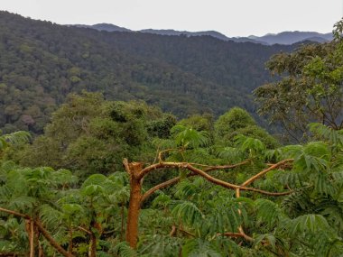 Yağmur ormanları, Ruanda, Afrika