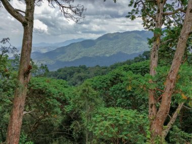 Yağmur ormanları, Ruanda, Afrika