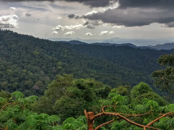 Foresta pluviale, Ruanda, Africa — Foto Stock