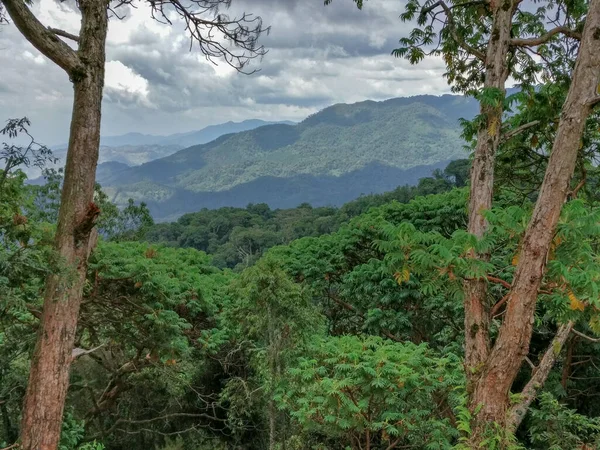 Regenwald, Ruanda, Afrika — Stockfoto