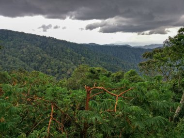 Yağmur ormanları, Ruanda, Afrika
