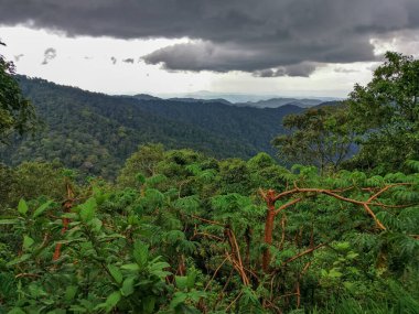 Yağmur ormanları, Ruanda, Afrika