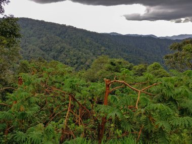 Yağmur ormanları, Ruanda, Afrika