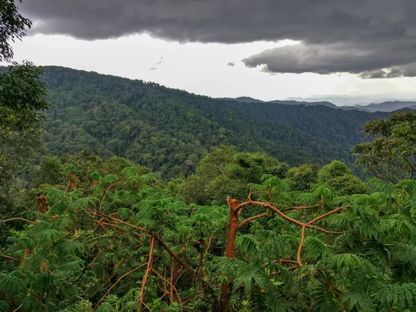 Floresta tropical, Ruanda, África — Fotografia de Stock