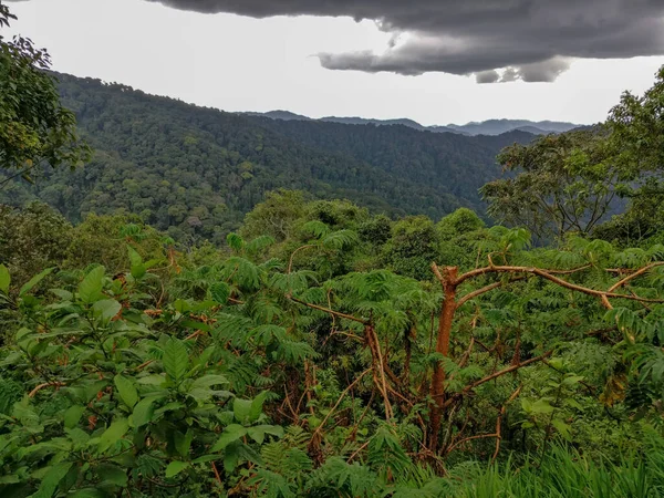 Las deszczowy, Rwanda, Afryka — Zdjęcie stockowe