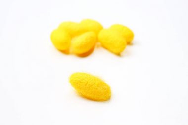 Sarı ipekböceği kozası