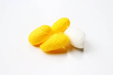 Sarı ve beyaz Tay ipekböceği kozası