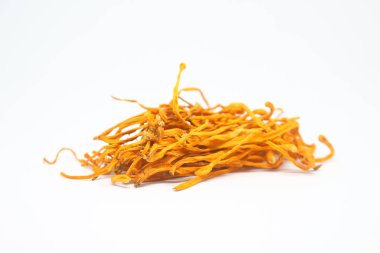 Cordyceps mantar beyaz zemin üzerine kurutulmuş.