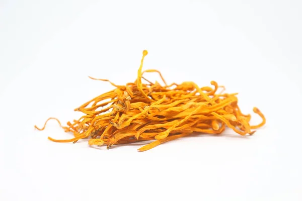 Cordyceps mantar beyaz zemin üzerine kurutulmuş.