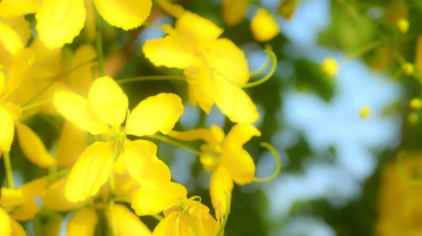 Zachte Focus Van Gouden Douche Bloemen Zonnige Dag — Stockfoto