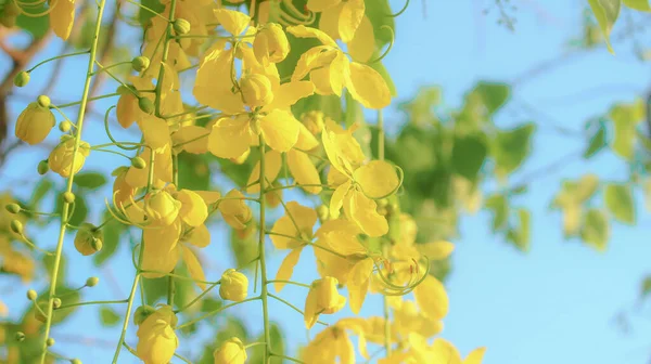 Fechar Flores Chuva Ouro Belo Céu Azul — Fotografia de Stock
