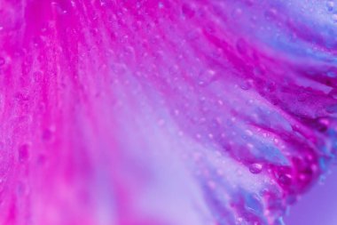 Canlı neon renkli iris çiçeği tomurcuğu