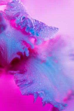 Canlı neon renkli iris çiçeği tomurcuğu