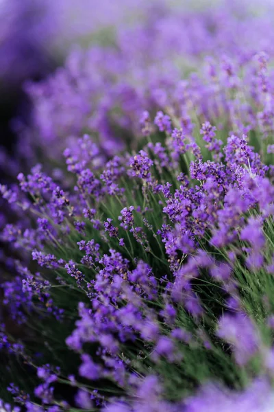 Arbustos de lavanda primer plano al atardecer. —  Fotos de Stock